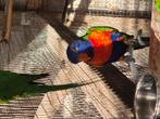 Lori van de blauwe bergen, Dieren en Toebehoren, Vogels | Parkieten en Papegaaien, Meerdere dieren, Papegaai, Geringd