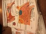 Oude ehbo lesplaten menselijk lichaam schoolplaten anatomie, Ophalen of Verzenden