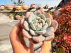 Echeveria Monroe/pot 7cm/vetplant/succulent, Ophalen of Verzenden, Halfschaduw, Minder dan 100 cm