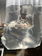 1 volwassen synodontis, Ophalen of Verzenden, Zo goed als nieuw