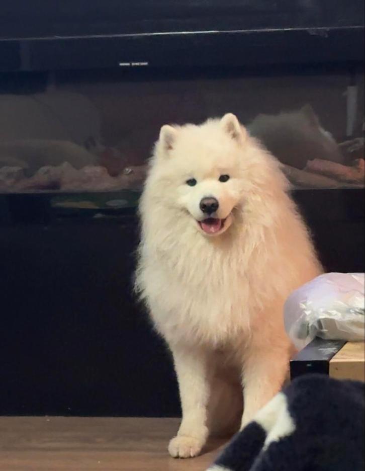 Dekreu Samojeed (ervaren), Dieren en Toebehoren, Honden | Dekreuen, Reu, Particulier, Eén hond, Nederland, 1 tot 2 jaar