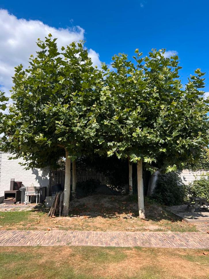 4 dakplatanen stamomtrek 46-60 cm zelf uitgraven vervoeren, Tuin en Terras, Planten | Bomen, Dakboom, 100 tot 250 cm, Volle zon