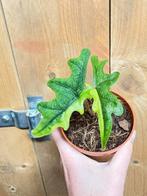 Alocasia jacklyn variegata plant halfmoon aurea yellow lime, Huis en Inrichting, Kamerplanten, Ophalen of Verzenden, Halfschaduw