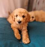 Dwerg poedel /dwergpoedel pups te koop, Poedel, Rabiës (hondsdolheid), 8 tot 15 weken, Meerdere