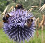 Kogeldistel,vaste plant,bijenplant,blikvanger., Tuin en Terras, Ophalen, Zomer, Overige soorten, Volle zon