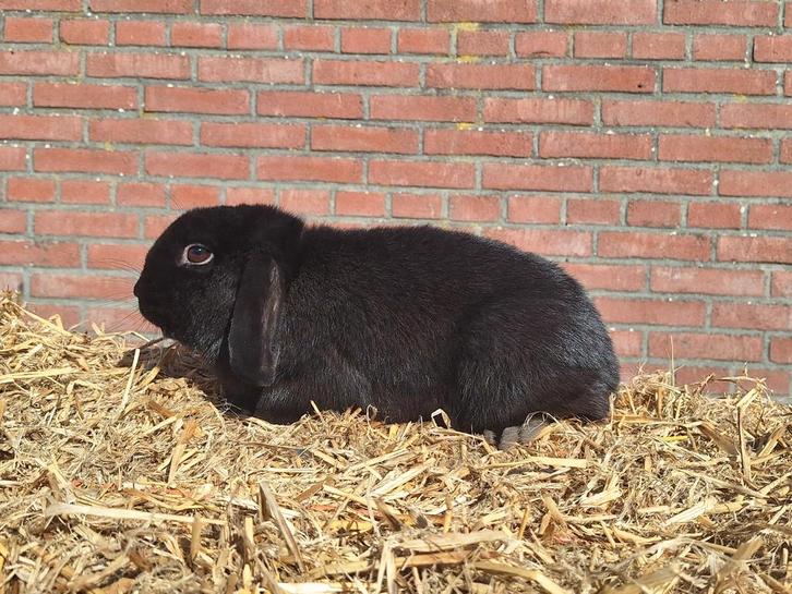 Nederlandse hangoor dwerg ram gecastreerd, Dieren en Toebehoren, Konijnen, Mannelijk