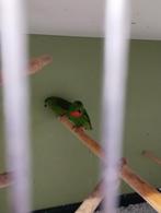 2 kweekkoppels blauwkroontjes, Dieren en Toebehoren, Vogels | Overige Vogels, Meerdere dieren, Geringd