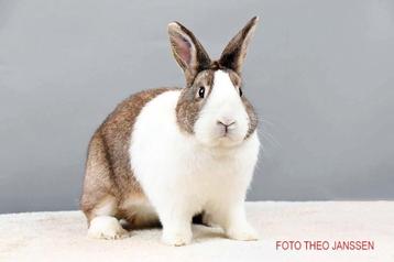 Konijnen beschikbaar voor biedingen