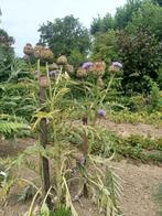 Gezocht: grote artisjok en kardoen planten, Ophalen of Verzenden, Voorjaar, Volle zon, Zaad