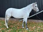 C-pony voor zekere ruiter/amazone, Dieren en Toebehoren, Pony's, Merrie, B, Gechipt, Springpony