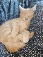 Kitten️, Dieren en Toebehoren