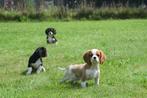 Cavalier King Charles spaniel pups direct beschikbaar, Rabiës (hondsdolheid), 15 weken tot 1 jaar, Buitenland, Meerdere