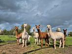 Alpaca, Dieren en Toebehoren, Overige Dieren, Januari, Meerdere dieren