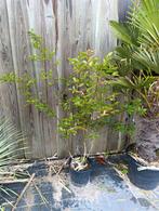 Lagerstroemia tonto, Ophalen, Minder dan 100 cm