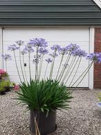 Agapanthus in boomcontainer, Volle zon, Vaste plant, Zomer, Ophalen