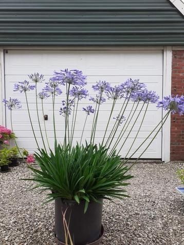 Agapanthus in boomcontainer beschikbaar voor biedingen