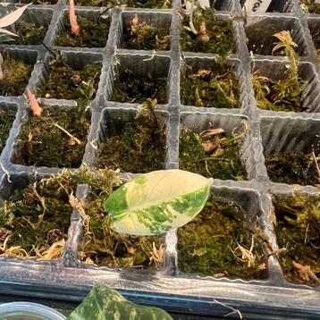 Alocasoa black velvet variegata beschikbaar voor biedingen