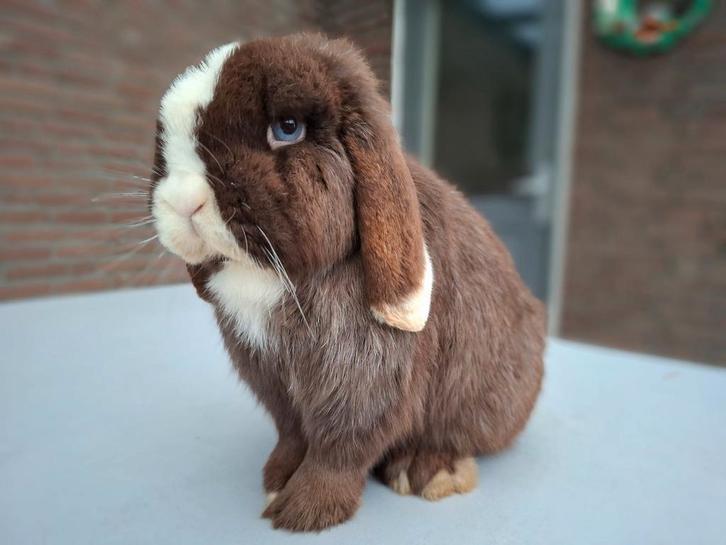 Prachtige raszuivere Minilop choco bont bl oog met stamboom, Dieren en Toebehoren, Konijnen, Dwerg, Mannelijk