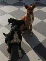 Hondjes zoeken een thuis, Dieren en Toebehoren, Honden | Niet-rashonden, Particulier, Rabiës (hondsdolheid), 15 weken tot 1 jaar