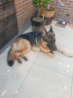 Duitse herder reu 3 jaar oud, Dieren en Toebehoren, Honden | Herdershonden en Veedrijvers, Reu, Eén hond, 3 tot 5 jaar, Herder