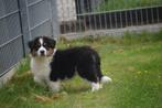 Australische herder pups, België, Rabiës (hondsdolheid), 15 weken tot 1 jaar, Meerdere