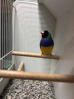 Gould amadine split cinnamon, Dieren en Toebehoren, Vogels | Overige Vogels, Mannelijk