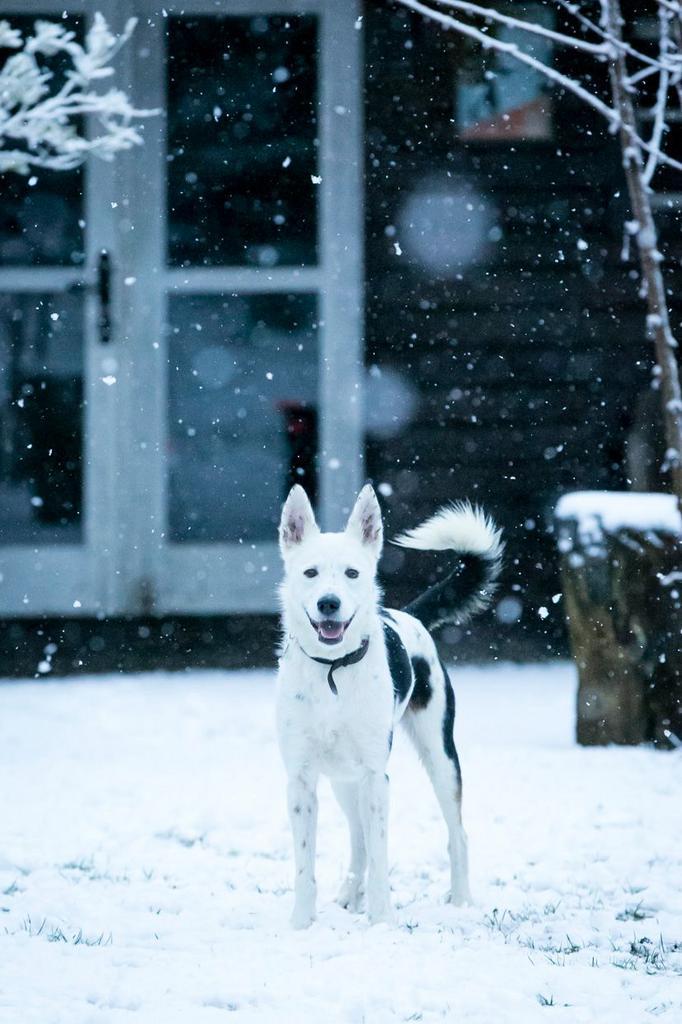 Nieuw huisje gezocht voor mijn lieve hond, Dieren en Toebehoren, Honden | Niet-rashonden, Middel, Reu, Particulier, Eén hond, Buitenland