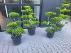 Ilex cren.Green hedge Bonsai, Tuin en Terras, Bloeit niet, Halfschaduw, Overige soorten, Minder dan 100 cm