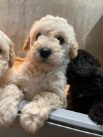 Mooie mini doodle pups te koop, Overige rassen, CDV (hondenziekte), 8 tot 15 weken, Meerdere
