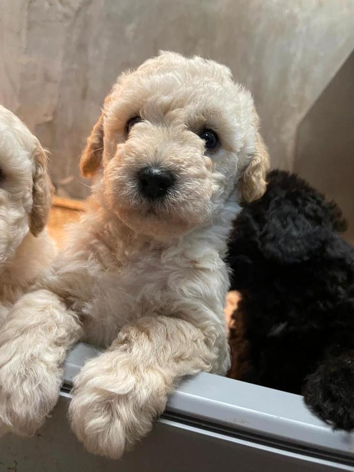 Mooie mini doodle pups te koop NOG 2 REUTJES, Dieren en Toebehoren, Honden | Retrievers, Spaniëls en Waterhonden, Meerdere dieren