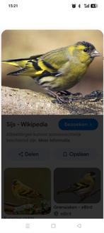 Gevraagd Europese Sijs man, Mannelijk, Bastaard