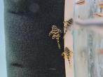 L134, Peckoltia compta, luipaardkikker pleco, algeneter, Vis, Zoetwatervis