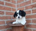 Hele kleine boomer pups (shihtzu x maltezer), Dieren en Toebehoren, Honden | Chihuahua's en Gezelschapshonden, Overige rassen