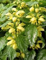 Bonte Dovenetel - Lamiastrum galeobdolon, Tuin en Terras, Ophalen, Bodembedekkers, Vaste plant, Halfschaduw