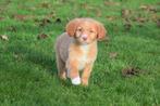 Nova Scotia Duck Tolling retriever pup, België, Overige rassen, 8 tot 15 weken, Meerdere