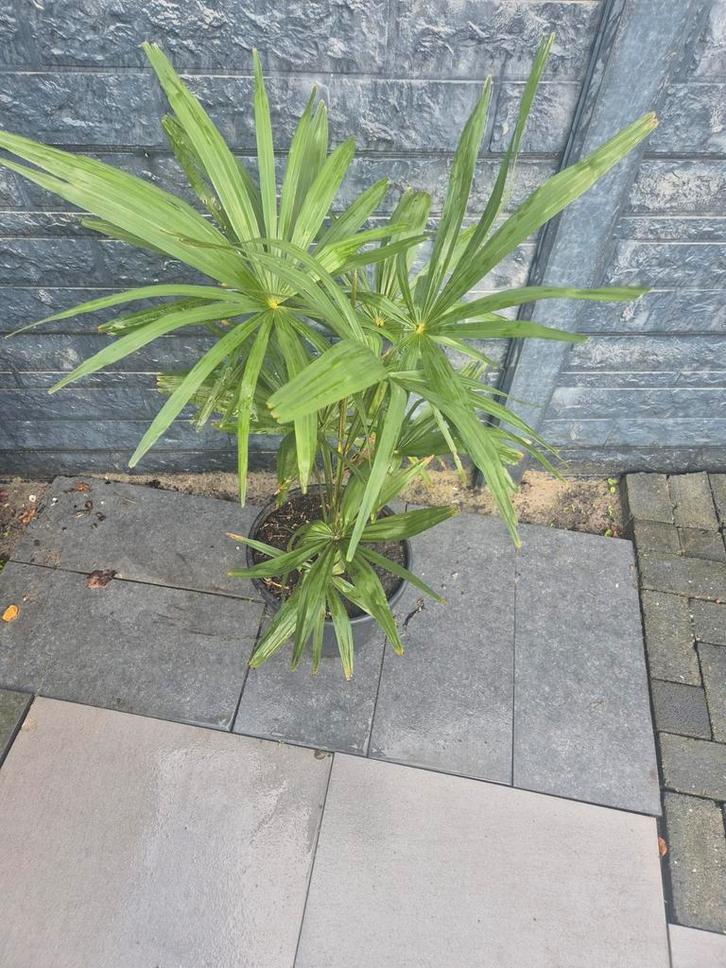 Palmbomen Fortunei - Winterharde Palm, Tuin en Terras, Planten | Tuinplanten, Vaste plant, Overige soorten, Volle zon, Bloeit niet