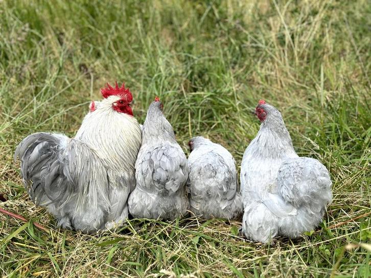 Cochin kriel kippen Parelgrijs, gesekst en ingeënt, Dieren en Toebehoren, Pluimvee, Kip, Vrouwelijk