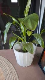 Grote grijze bloempot - Ikea, Tuin en Terras, Ophalen, Gebruikt, 40 cm of meer, Minder dan 40 cm