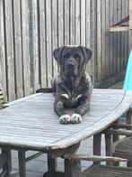 Z-Limb: WAAKSE mastino mix 6 jaar teefje zoekt forever thuis, 6 jaar of ouder, Parvo, Teef, Eén hond