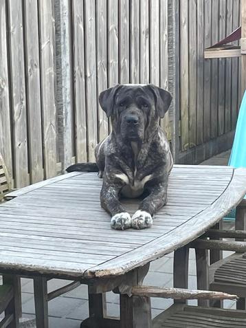 Z-Limb: WAAKSE mastino mix 6 jaar teefje zoekt forever thuis beschikbaar voor biedingen