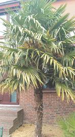 Wind Palm 4 meters lang Zelf ophalen diggen,transport.PM, Ophalen, Volle zon, Overige soorten, 400 cm of meer
