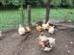 Zijdehoen kriel kuiken trio te koop, Dieren en Toebehoren, Meerdere dieren, Kip