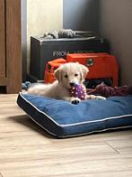 Golden retriever reu (stamboom), Dieren en Toebehoren, Honden | Retrievers, Spaniëls en Waterhonden, Reu, 8 tot 15 weken, Eén hond