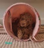 Super lieve Toy poedel pups, Overige rassen, 8 tot 15 weken, Meerdere dieren, Eén hond