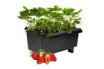 Aardbeienplanten, Ophalen, Zomer, Volle zon