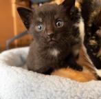 Gersereveerd; 4 kittens, Dieren en Toebehoren, Katten en Kittens | Overige Katten, Geslacht onbekend, Kortharig, 0 tot 2 jaar