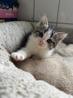 Boerderij kittens te koop, Dieren en Toebehoren, Katten en Kittens | Overige Katten, Meerdere dieren, 0 tot 2 jaar