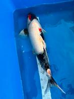 Verschillende japanse koi, Dieren en Toebehoren, Vissen | Vijvervissen, Karper of Koi