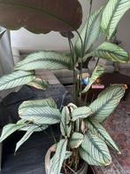 Calathea Kamerplant met sierpot, 100 tot 150 cm, Overige soorten, In pot, Groene kamerplant