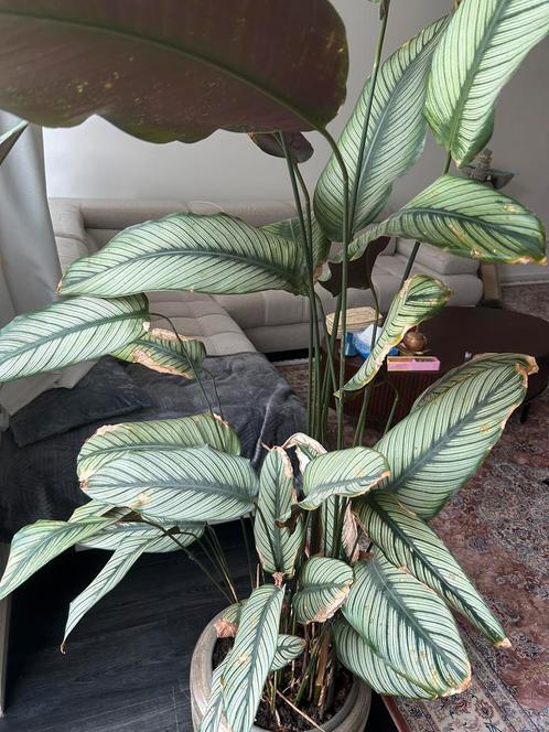Calathea Kamerplant met sierpot, Huis en Inrichting, Kamerplanten, Overige soorten, 100 tot 150 cm, Groene kamerplant, Halfschaduw